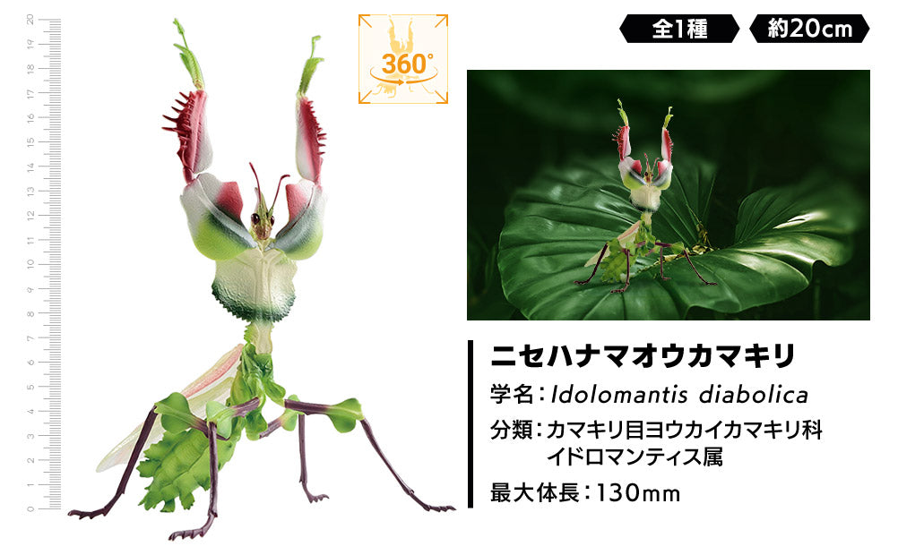 Ichiban Kuji Insects: A collection of insects from around the world! A / B / C / D / Last Prize-A Prize-Bandai-Ace Cards & Collectibles