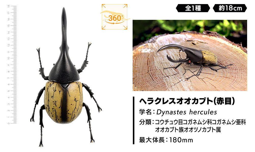 Ichiban Kuji Insects: A collection of insects from around the world! A / B / C / D / Last Prize-A Prize-Bandai-Ace Cards & Collectibles