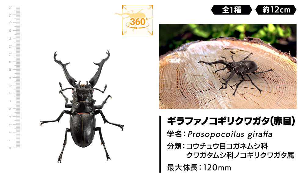 Ichiban Kuji Insects: A collection of insects from around the world! A / B / C / D / Last Prize-A Prize-Bandai-Ace Cards & Collectibles