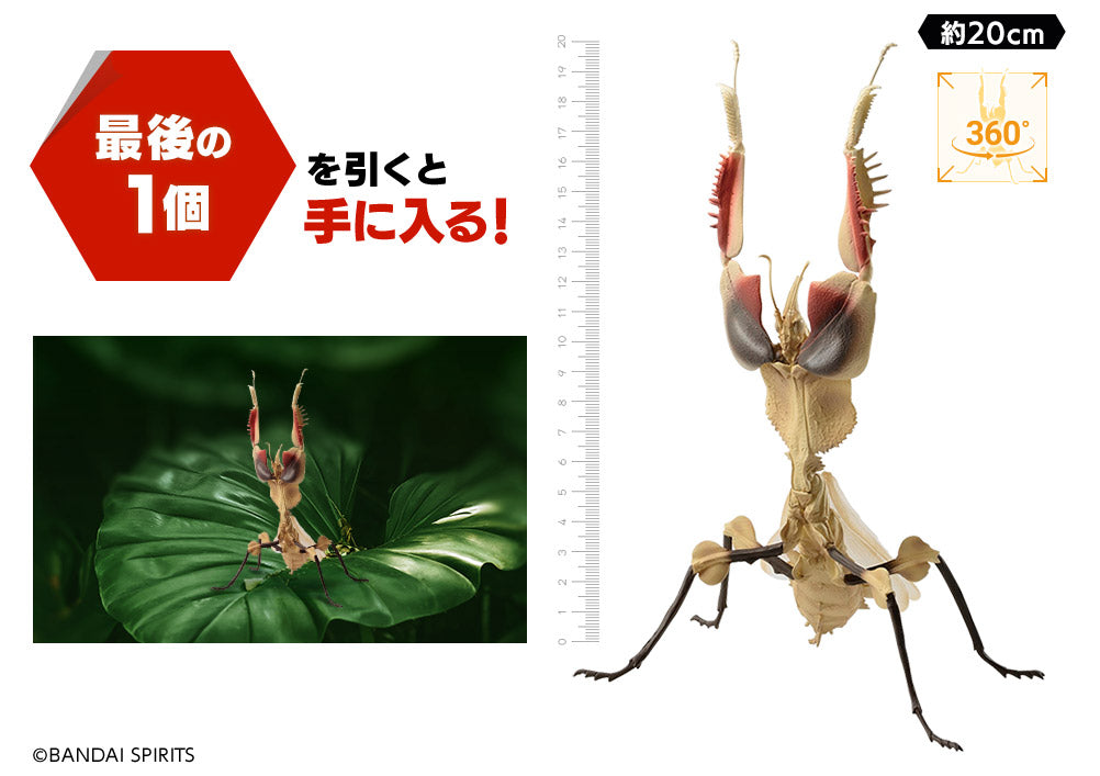 Ichiban Kuji Insects: A collection of insects from around the world! A / B / C / D / Last Prize-A Prize-Bandai-Ace Cards & Collectibles