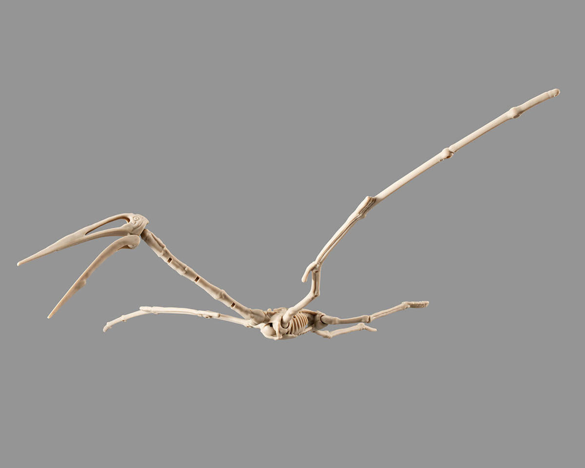 Plannosaurus Jurassic World Rebirth "Quetzalcoatlus"-Bandai-Ace Cards & Collectibles